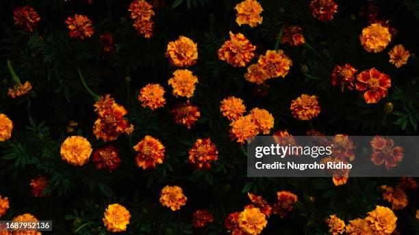 vibrant background of yellow marigold flower - flores indonesia - fotografias e filmes do acervo