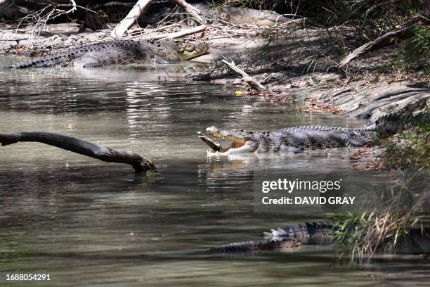 This picture taken on August 27, 2023 shows crocodiles on the banks of the East Alligator River at Cahills Crossing in the world heritage site of...