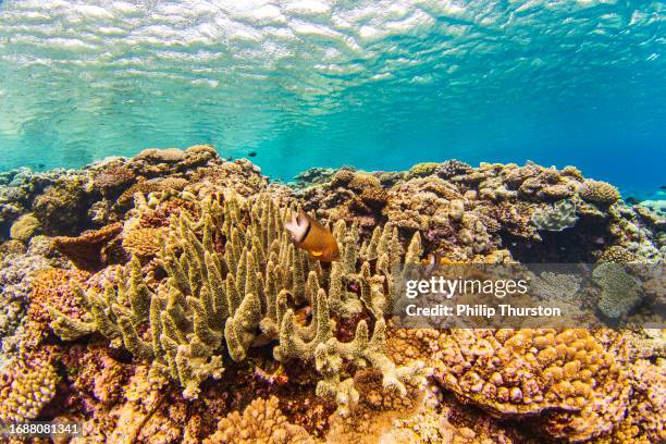 bright coral garden in crystal clear water inhabited by tropical reef fish - coral colored stock pictures, royalty-free photos & images