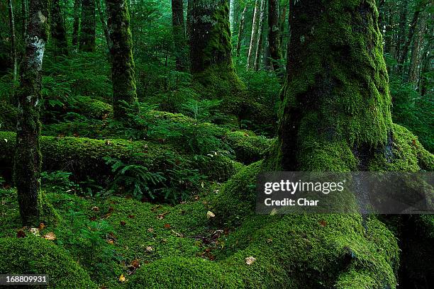 embrace - moss stock pictures, royalty-free photos & images