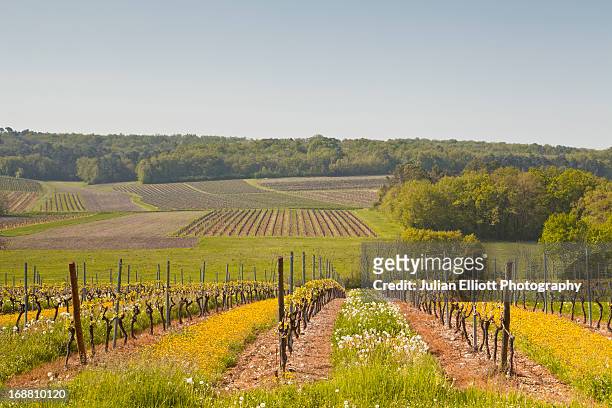 vineyards near to saint preuil in france. - poitou charentes imagens e fotografias de stock
