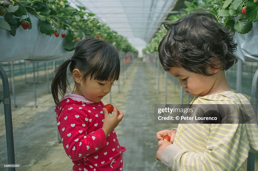 Picking strawberries together