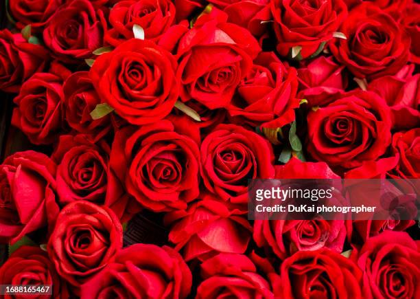 red rose flowers - dozen roses stock pictures, royalty-free photos & images