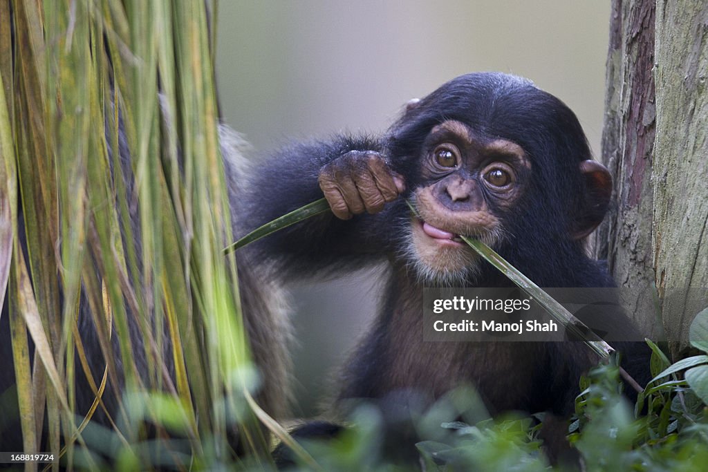 Chimpanzee baby