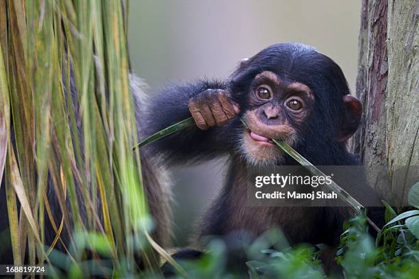 chimpanzee baby - common chimpanzee foto e immagini stock