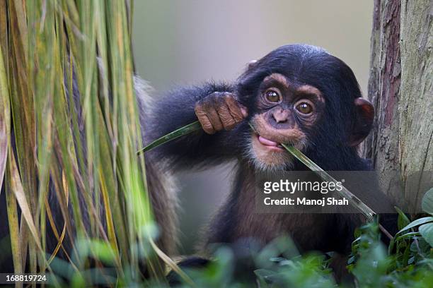 chimpanzee baby - common chimpanzee stock pictures, royalty-free photos & images