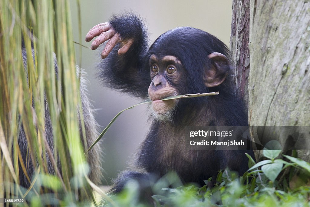 Chimpanzee baby