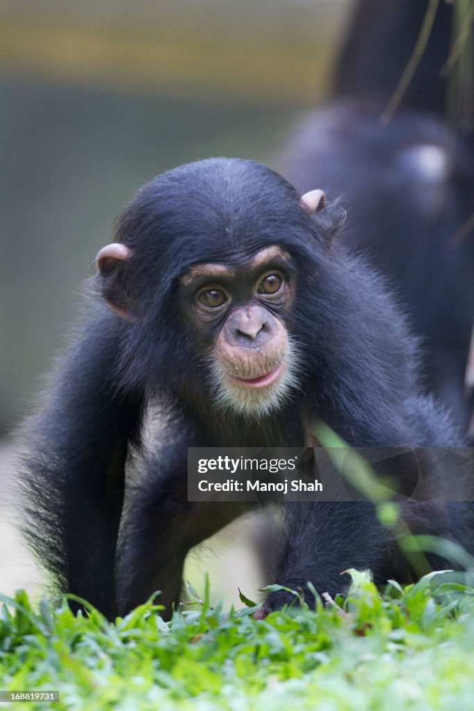 Chimpanzee baby