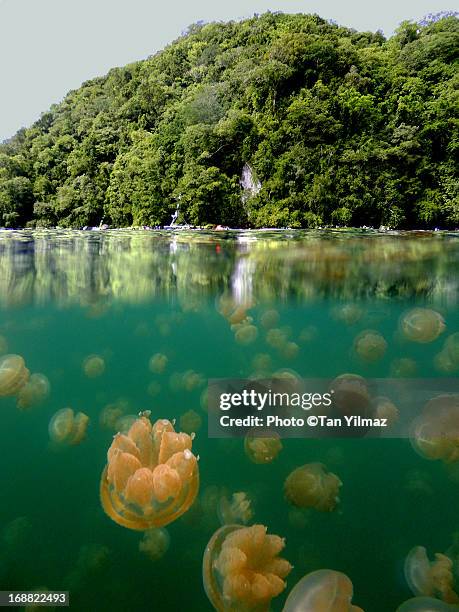 jellyfish overunder - palau stockfoto's en -beelden