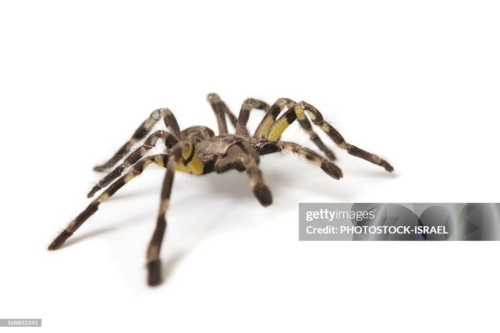 Pet Tarantula Spider