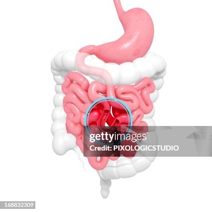 Pinpy Intestines Healthy Small Intestines Artwork High-Res Vector Graphic - Getty Images