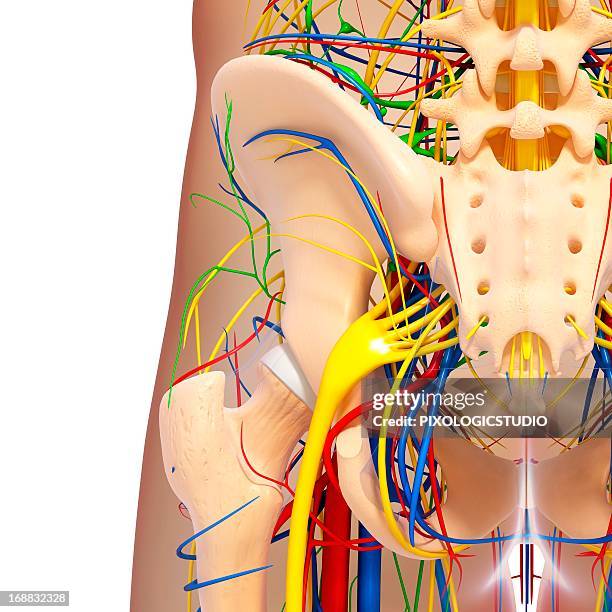 pelvis anatomy, artwork - pelvis stock illustrations