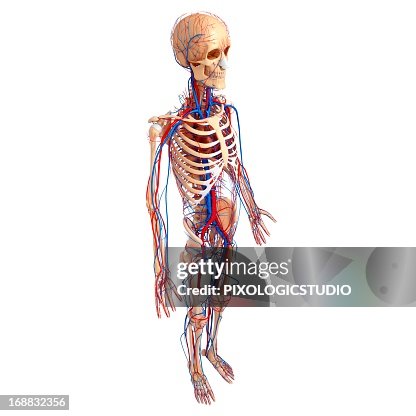 Cardiovascular system, artwork Cardiovascular system, artwork