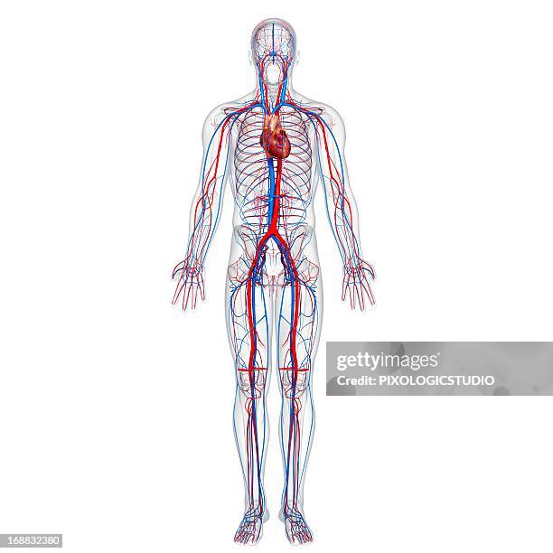 cardiovascular system, artwork - blood flow stock illustrations