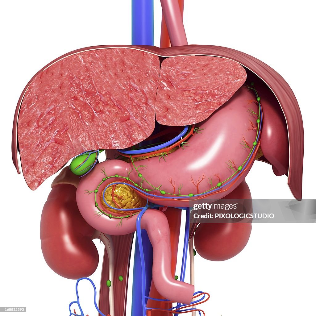 Healthy digestive system, artwork