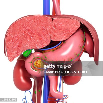 Healthy digestive system, artwork Healthy digestive system, artwork