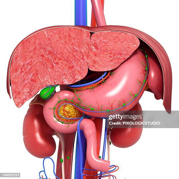 healthy digestive system, artwork - milz stock-grafiken, -clipart, -cartoons und -symbole