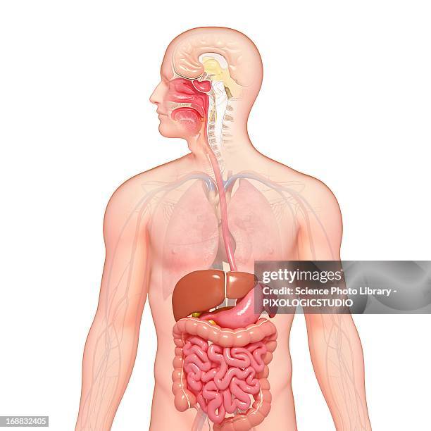 stockillustraties, clipart, cartoons en iconen met healthy digestive system, artwork - spijsverteringsstelsel