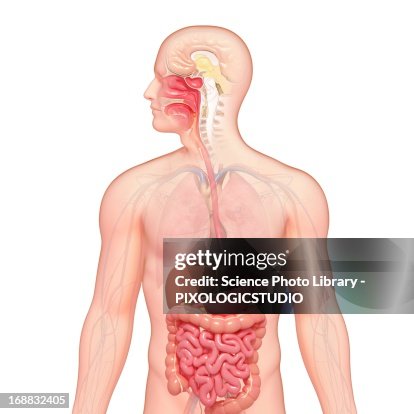 Healthy digestive system, artwork Healthy digestive system, artwork