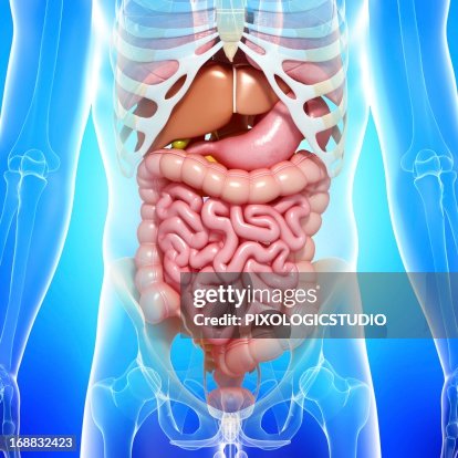 Healthy digestive system, artwork Healthy digestive system, artwork
