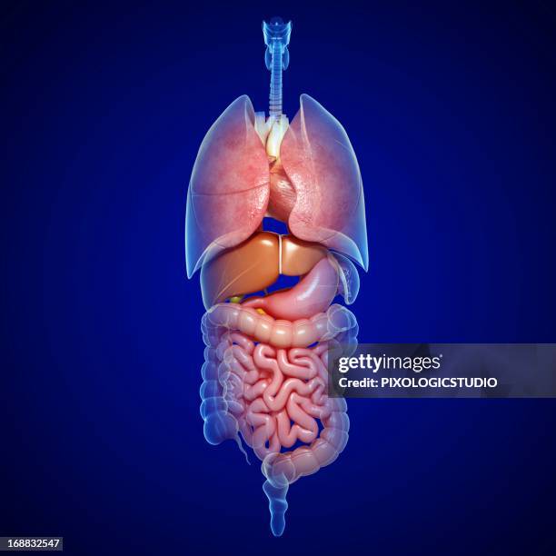 Organs Function Background 35,130 Human Body Organs Background High Res Illustrations - Getty Images