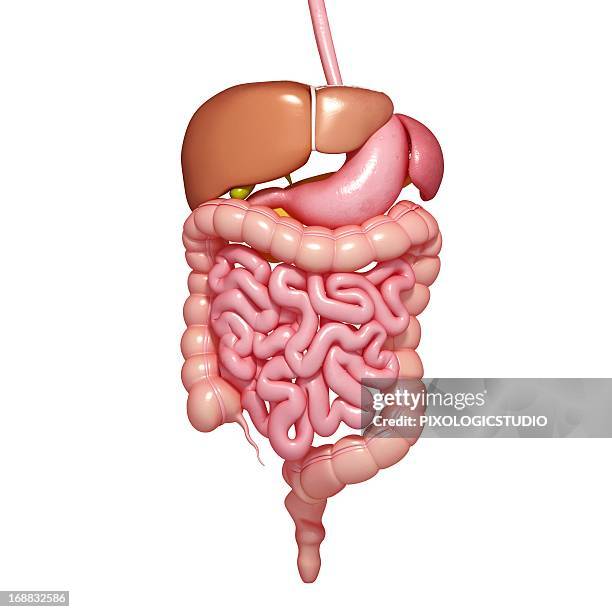 healthy digestive system, artwork - appendix stock illustrations