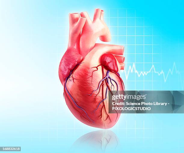 9 865点の人の心臓イラスト素材 Getty Images 9 865点の人の心臓イラスト素材 Getty Images