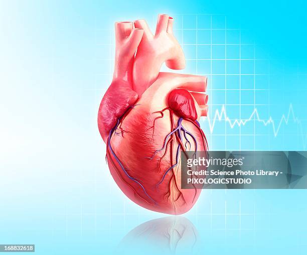 human heart, artwork - human heart stock illustrations