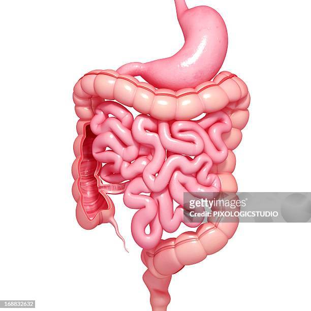 healthy digestive system, artwork - dickdarm verdauungstrakt stock-grafiken, -clipart, -cartoons und -symbole