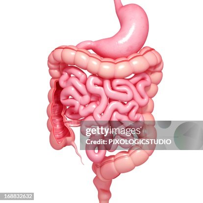 Healthy digestive system, artwork Healthy digestive system, artwork