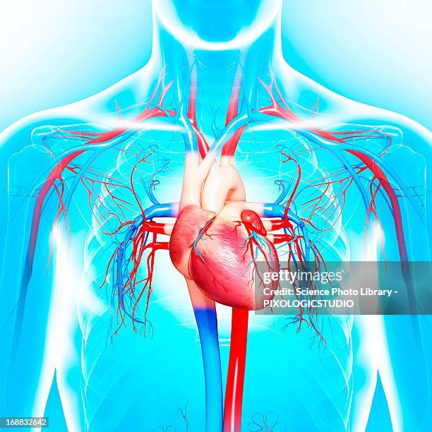 ilustraciones, imágenes clip art, dibujos animados e iconos de stock de cardiovascular system, artwork - vena cava vena humana