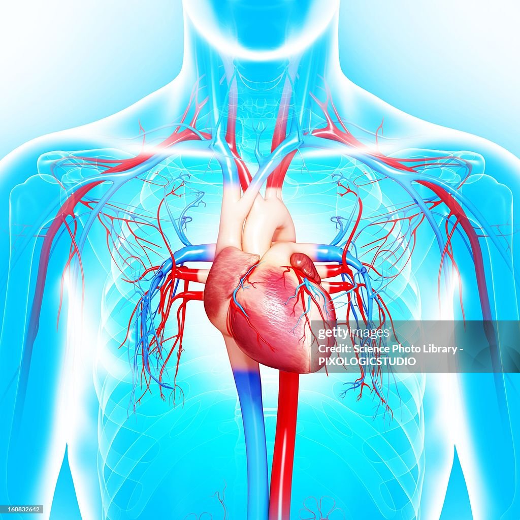 Cardiovascular System Artwork High Res Vector Graphic Getty Images Cardiovascular System Artwork High Res Vector Graphic Getty Images