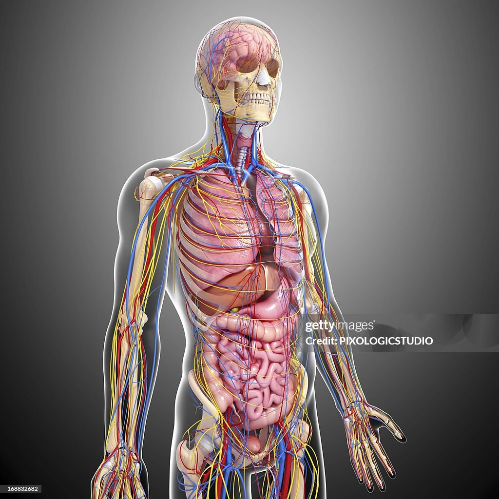 Human Figure Graphical Human Anatomy Artwork at Linda France blog