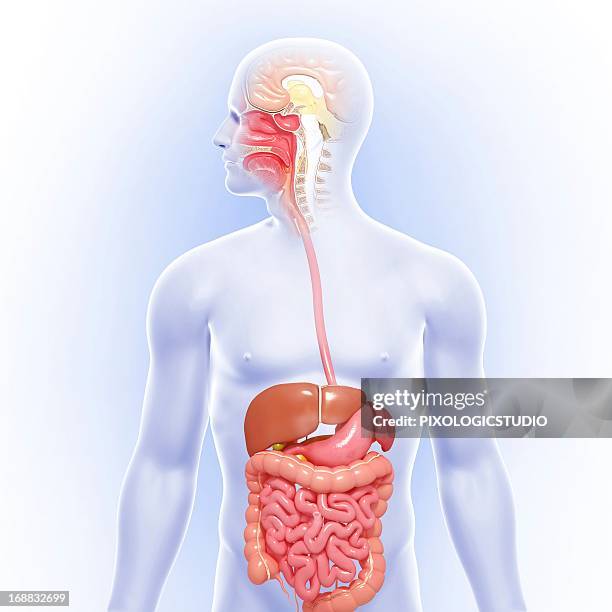male digestive system, artwork - esophagus stock illustrations