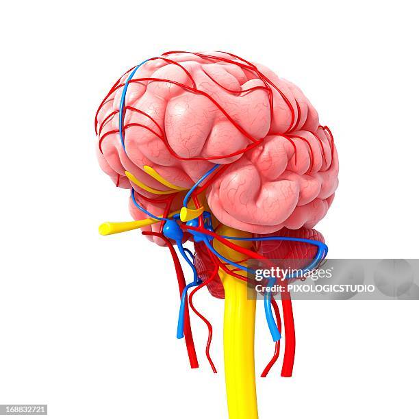 ilustrações, clipart, desenhos animados e ícones de brain anatomy, artwork - nervo ótico