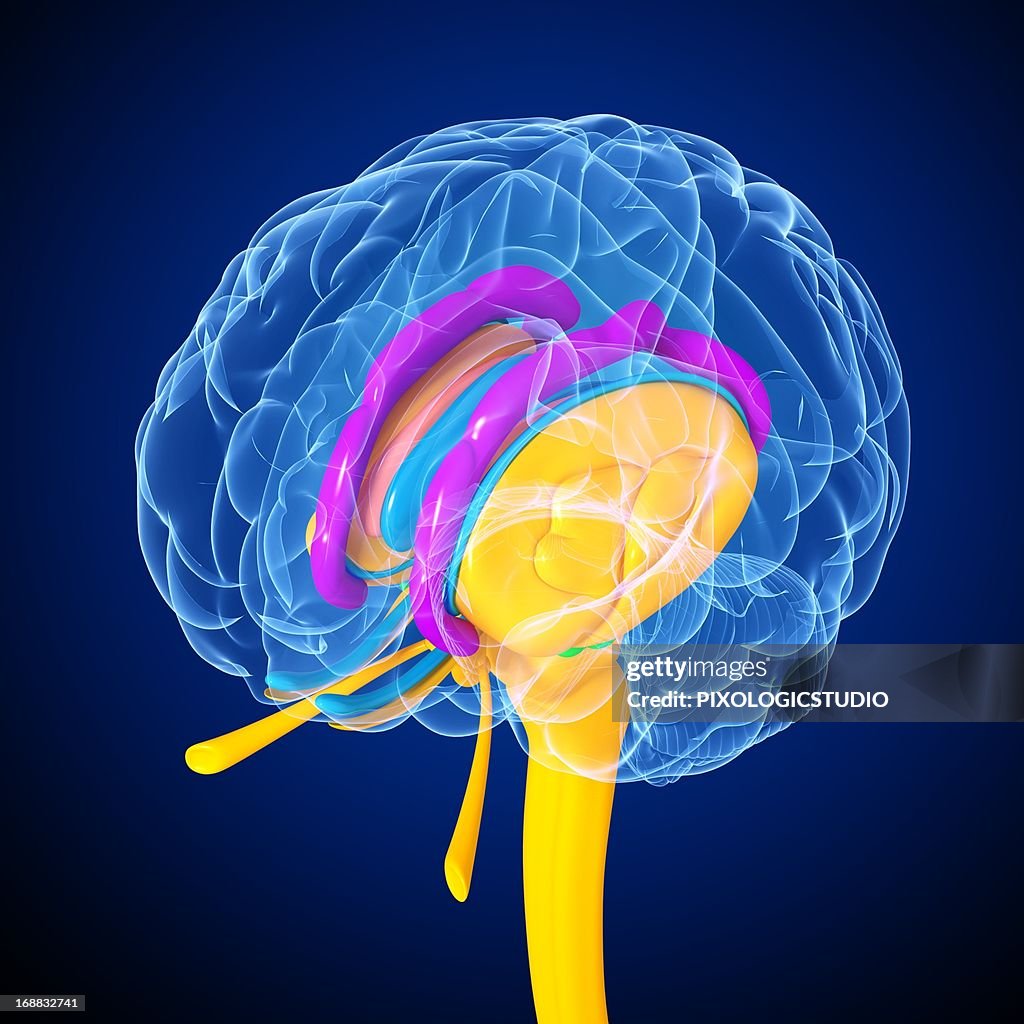 Brain anatomy, artwork