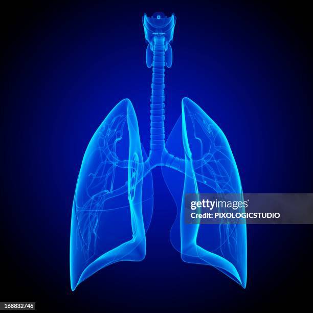respiratory system, artwork - translucent stock illustrations