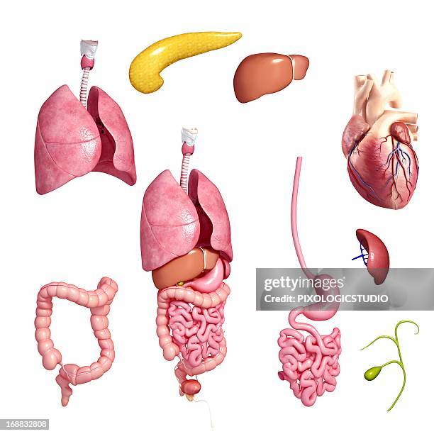 Organs Reference 35,213 Human Body Organs Background High Res Illustrations - Getty Images