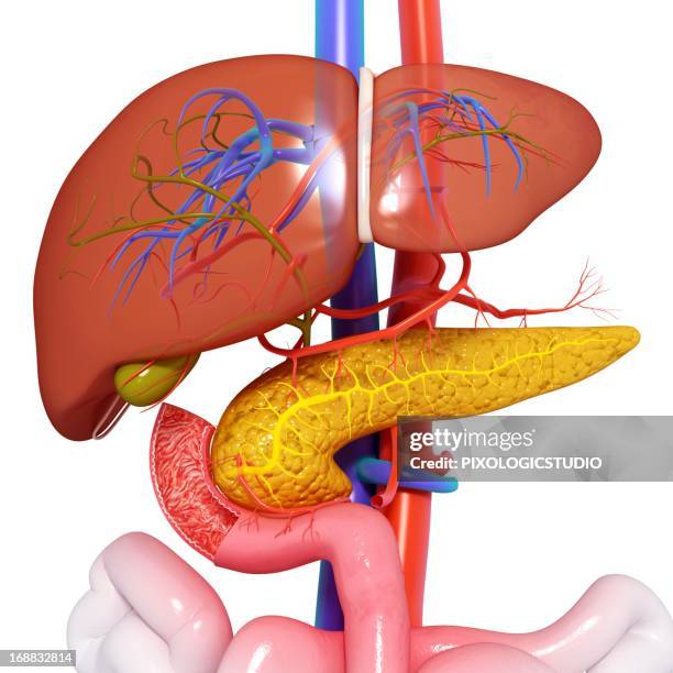 stockillustraties, clipart, cartoons en iconen met healthy digestive system, artwork - lever inwendig orgaan