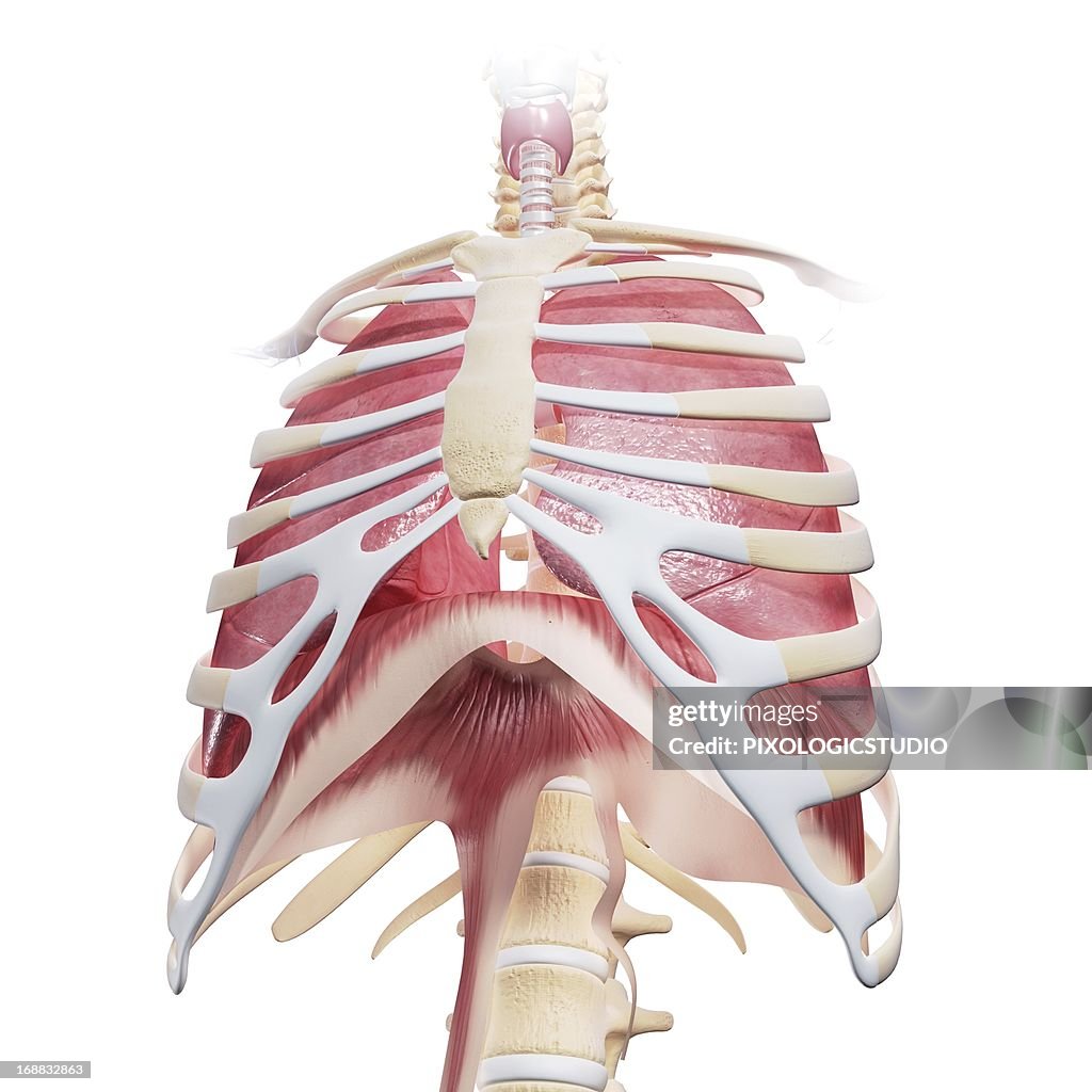 Chest Anatomy Artwork High Biology Diagrams