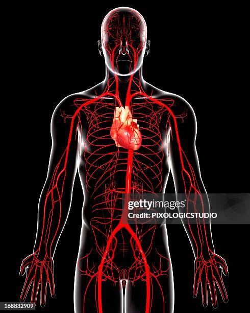 620 Femoral Artery High Res Illustrations Biology Diagrams