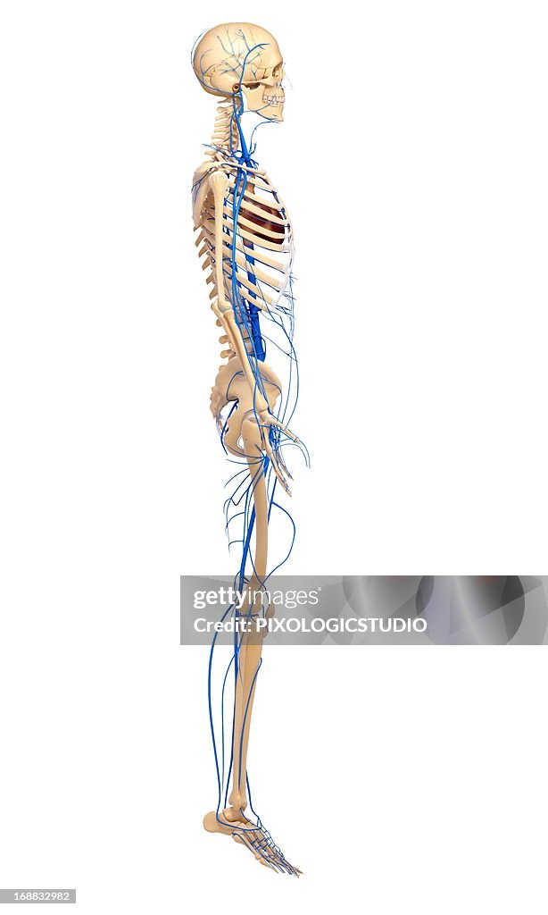 Human Veins Artwork High Biology Diagrams
