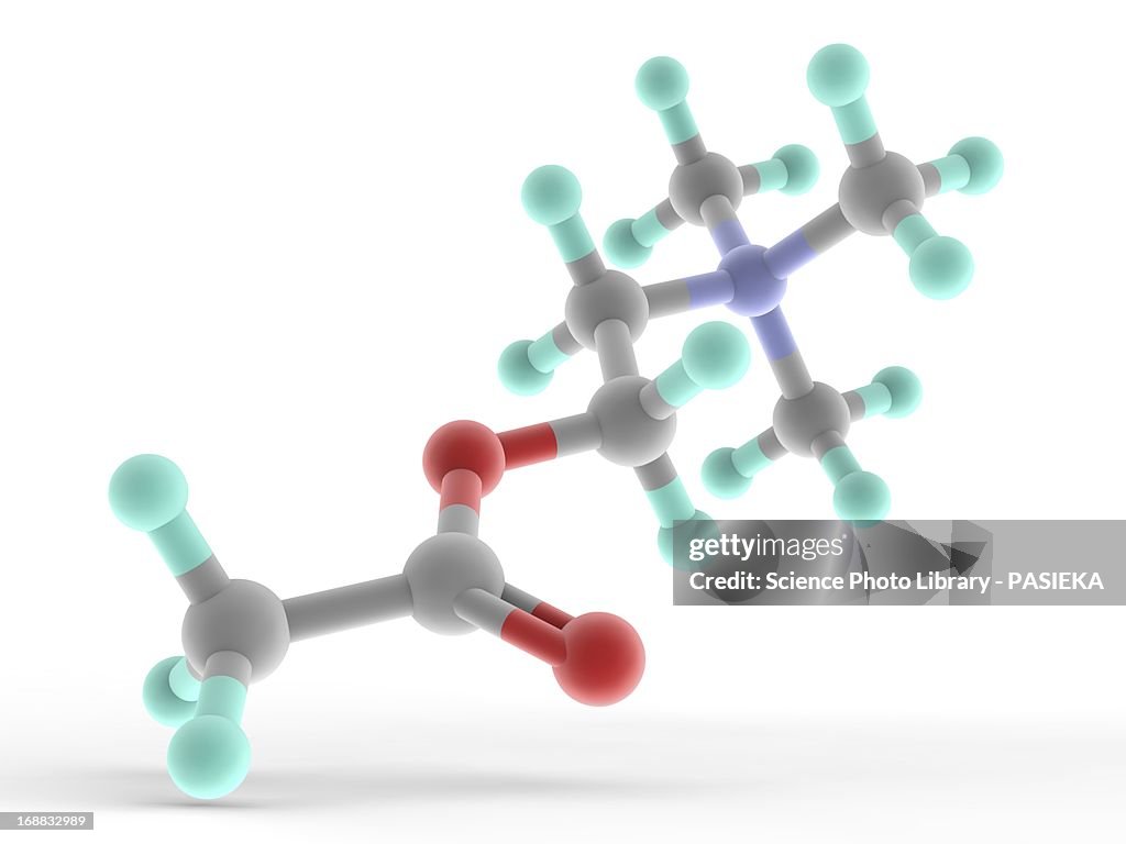 Acetylcholine molecule