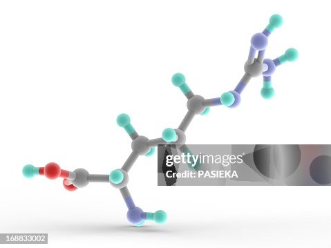 Arginine molecule Arginine molecule