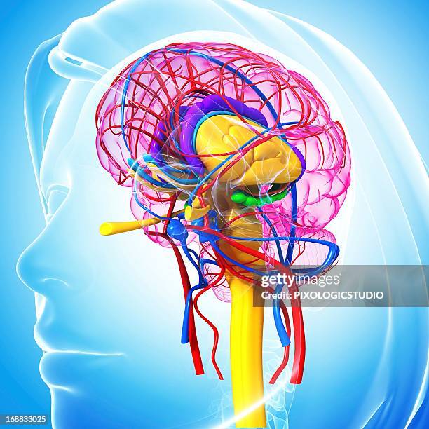 ilustrações, clipart, desenhos animados e ícones de brain anatomy, artwork - nervo ótico