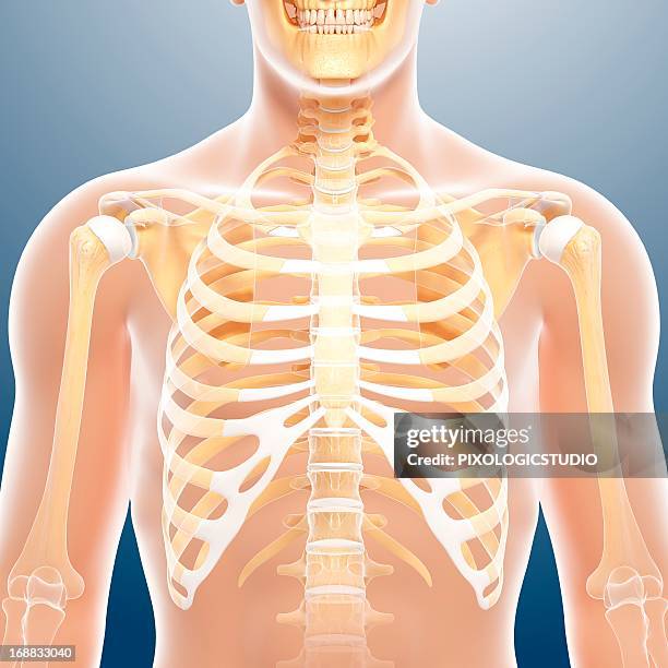 male chest bones, artwork - chest torso 幅插畫檔、美工圖案、卡通及圖標