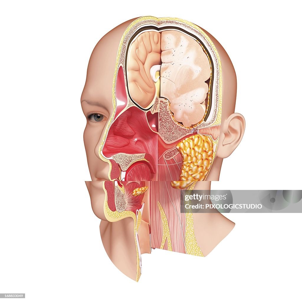 Head anatomy, artwork
