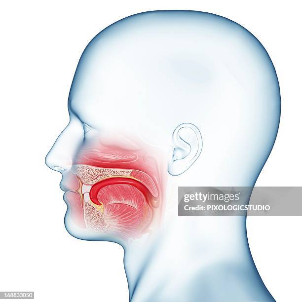 mouth anatomy, artwork - tongue stock illustrations