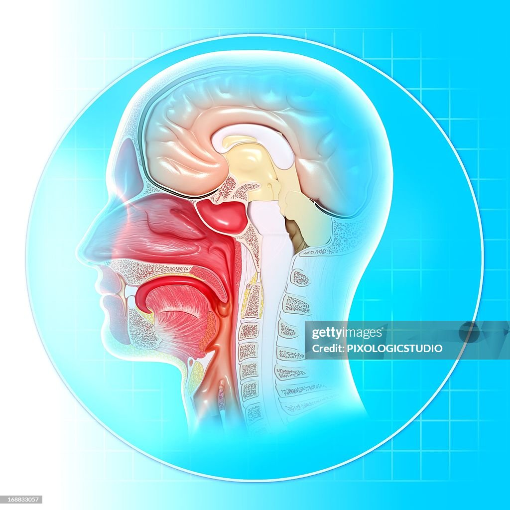 Head anatomy, artwork