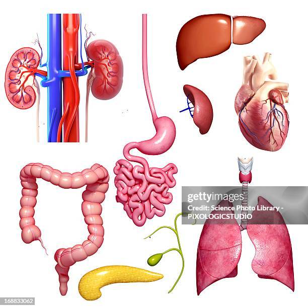 ilustraciones, imágenes clip art, dibujos animados e iconos de stock de human organs, artwork - human internal organ